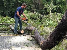 Best Tree Removal  in South Highpoint, FL