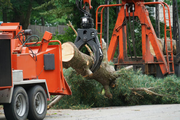 Best Firewood Processing and Delivery  in South Highpoint, FL