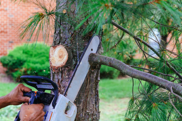 Best Lawn Pest Prevention  in South Highpoint, FL